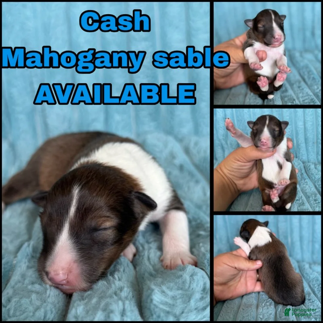 Shetland Sheepdog dogs for sale: Cash - Ad 1