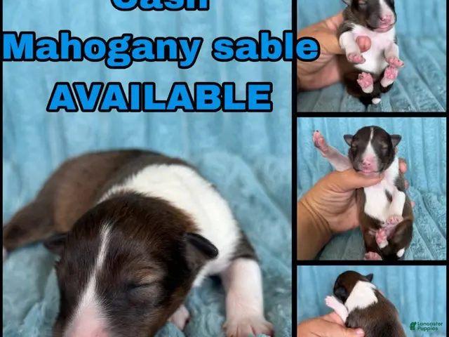 Shetland Sheepdog dogs for sale: Cash - Ad 1