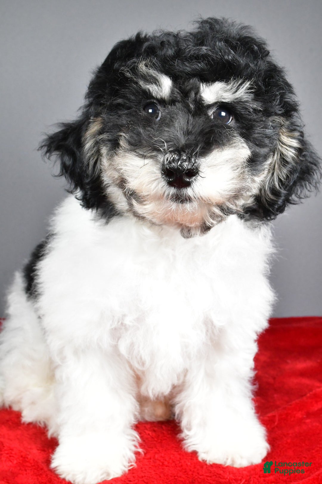 Bichpoo dogs for sale: Bichpoo Puppy 2 - Ad 2