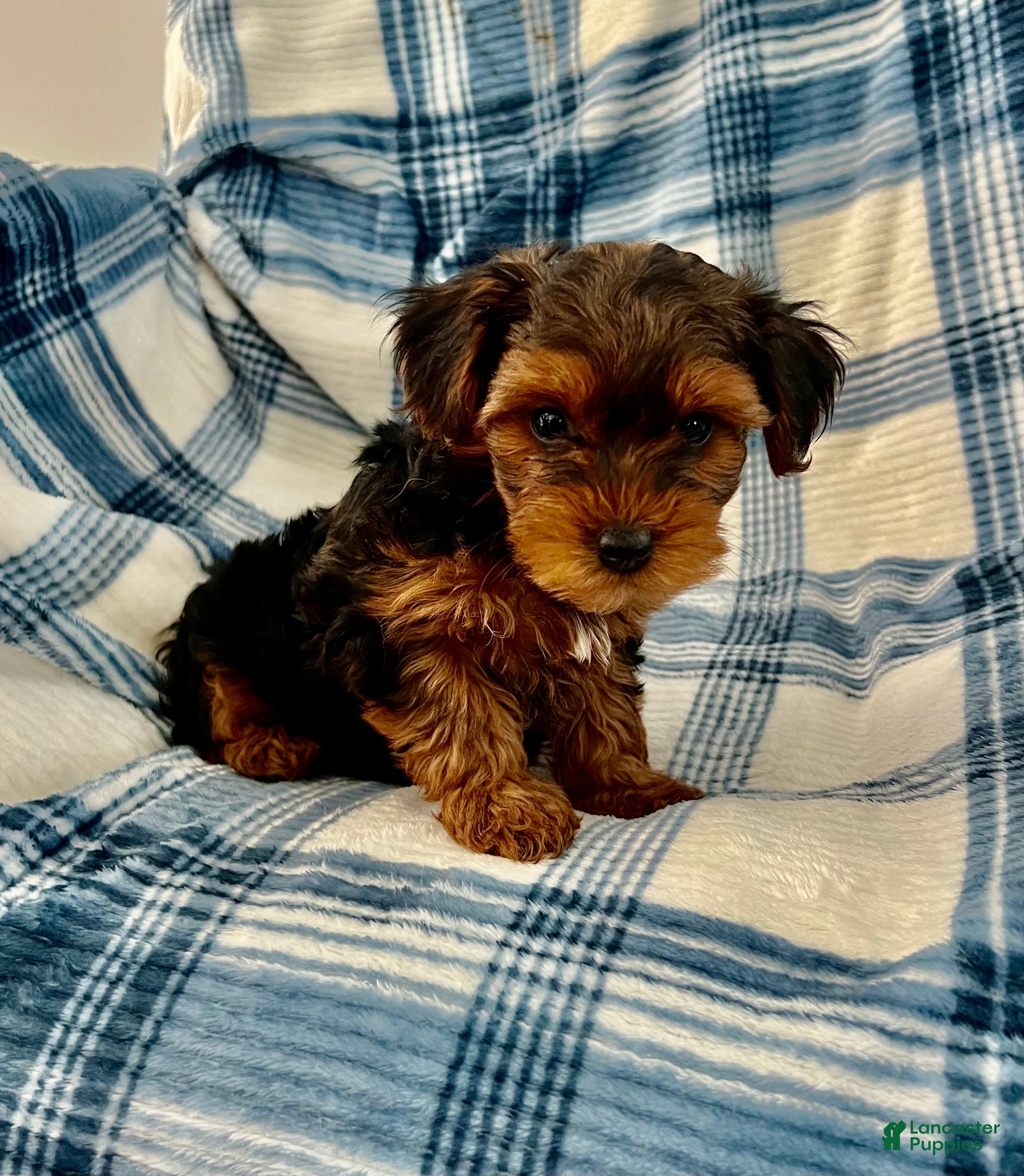 Yorkshire Terrier dogs Bill Boy-Yorkshire Terrier 2 - Ad 1