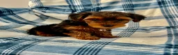 Yorkshire Terrier dogs for sale: Bill Boy-Yorkshire Terrier 2 - Ad 1