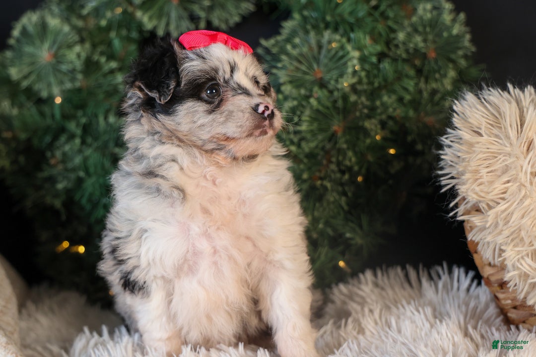 Mini Aussiedoodle dogs for sale: Gabby - Ad 3