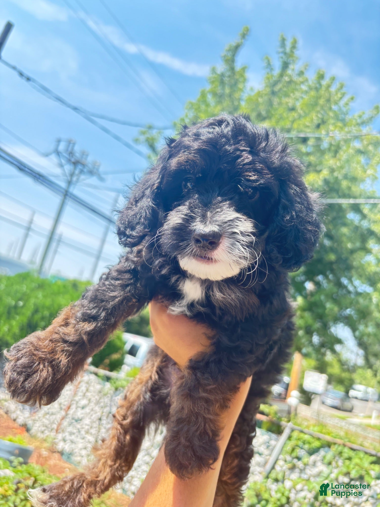 Mixed Breed dogs Bronco - Ad 5