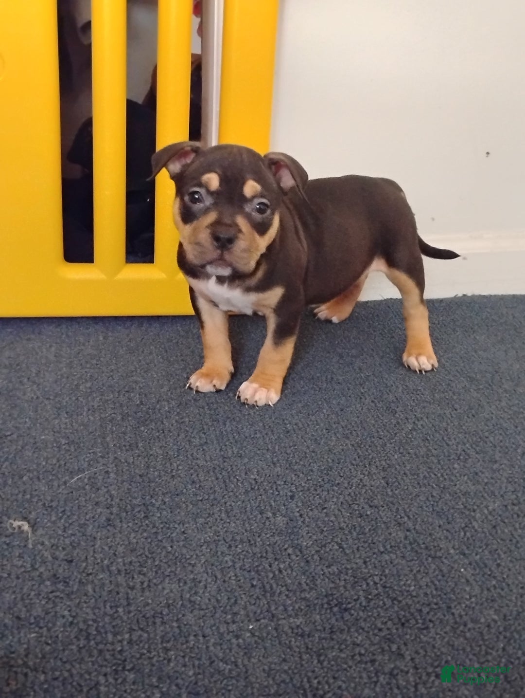 American Bully dogs for sale: Dutches - Ad 2