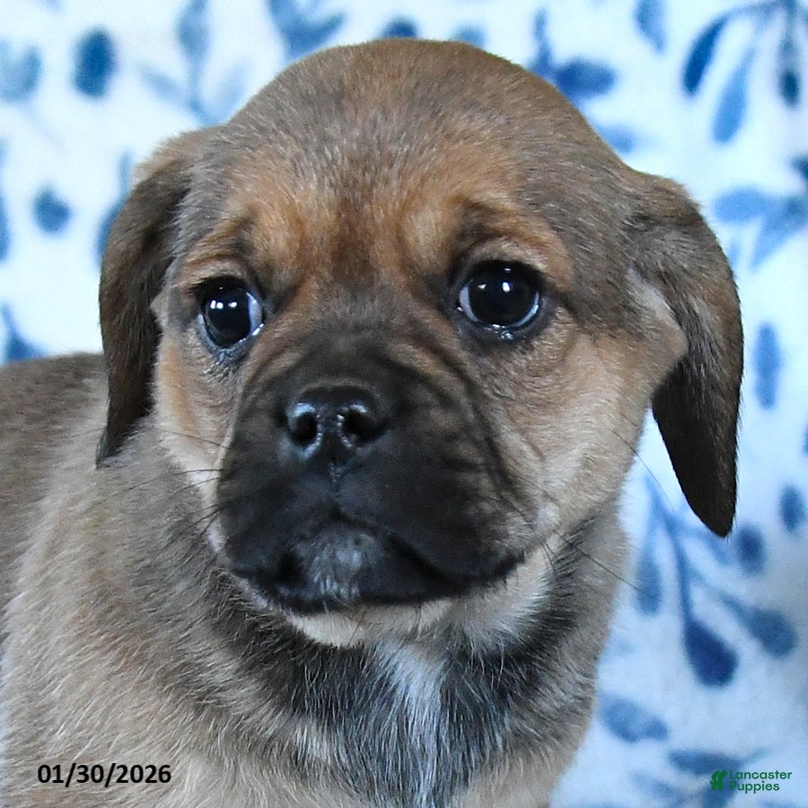 Puggle dogs Sweetie - Ad 2