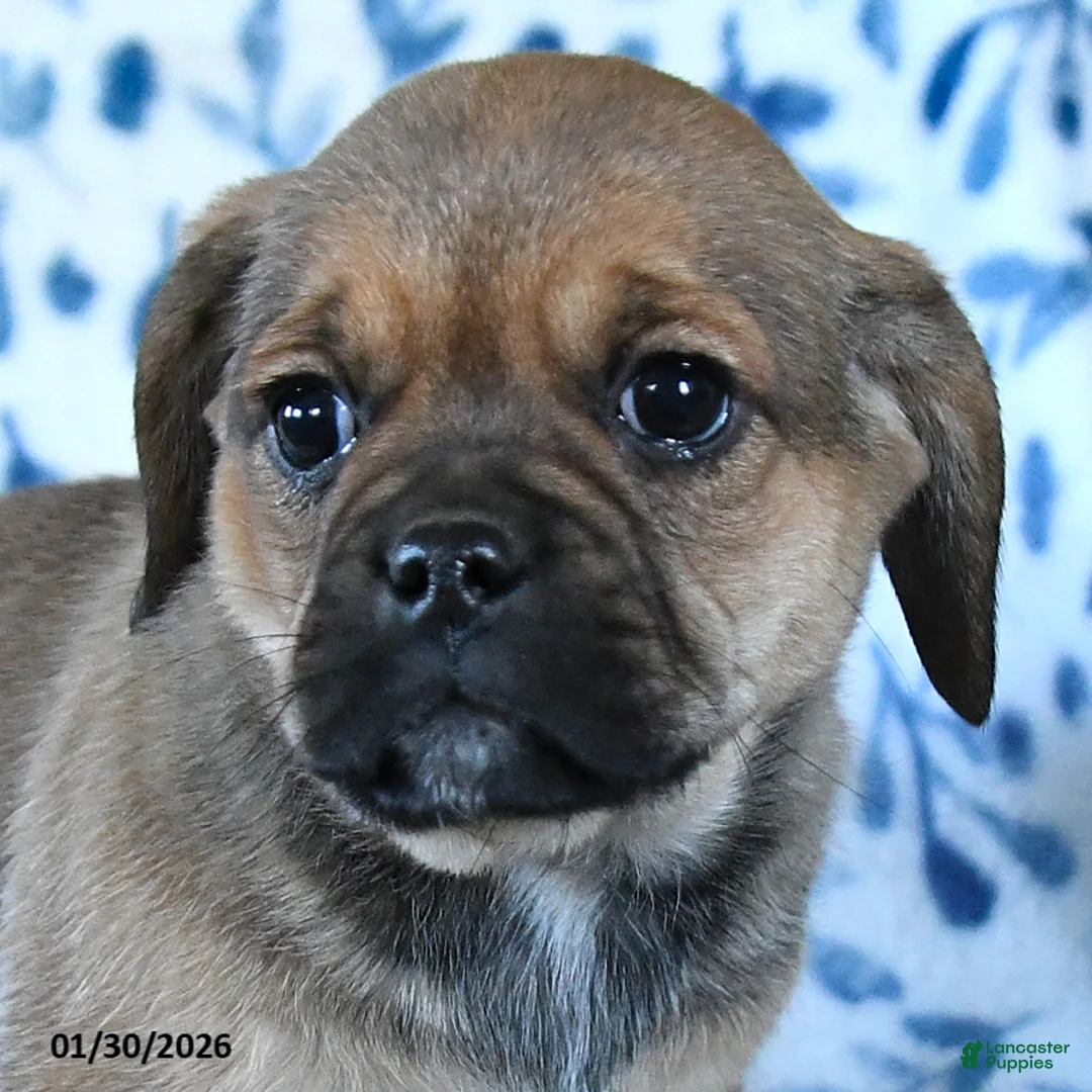 Puggle dogs for sale: Sweetie - Ad 4