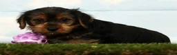 Yorkshire Terrier dogs for sale: Hero - Ad 1