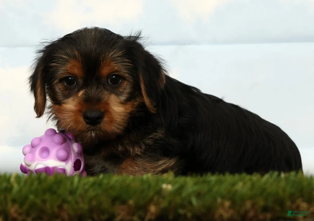 Yorkshire Terrier dogs for sale: Hero - Ad 1