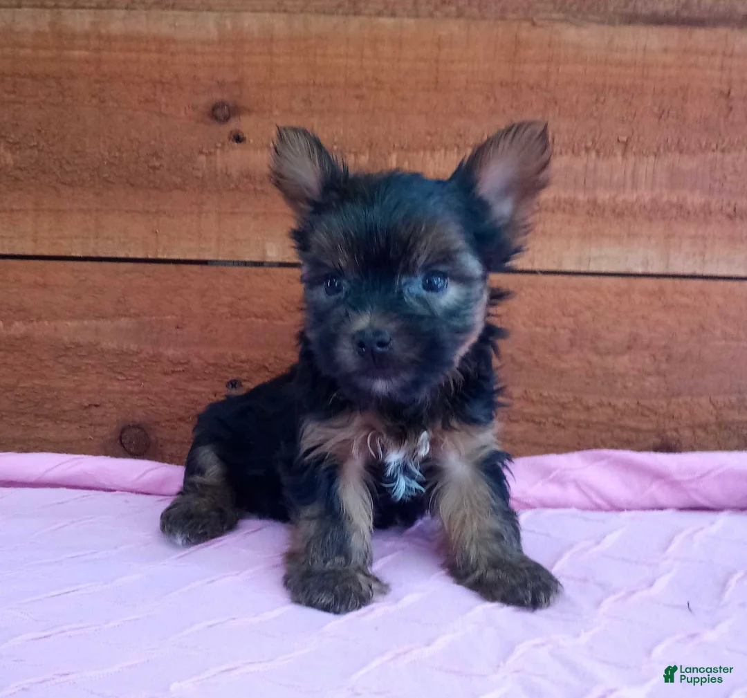 Yorkshire Terrier dogs for sale: Roxy  - Ad 2