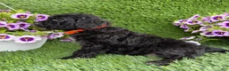 Mini Goldendoodle dogs for sale: AJ - Ad 2