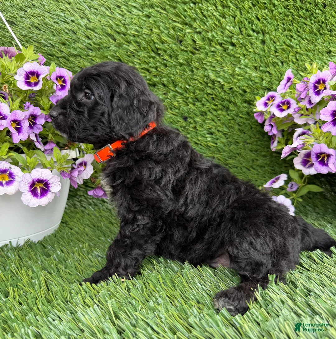 Mini Goldendoodle dogs for sale: AJ - Ad 2