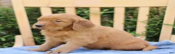 Mixed Breed dogs for sale: Shyanne  - Ad 2