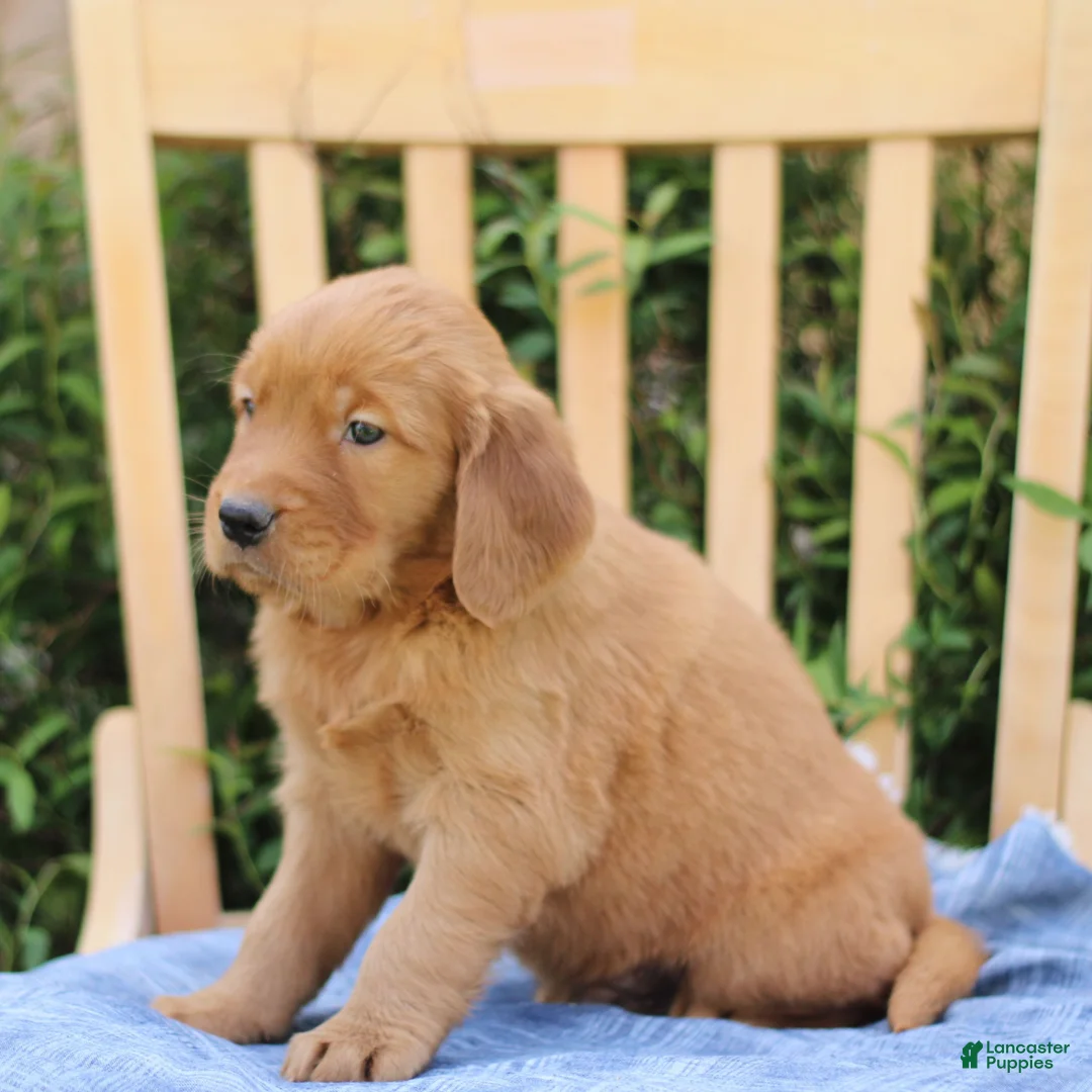 Mixed Breed dogs for sale: Shyanne  - Ad 2