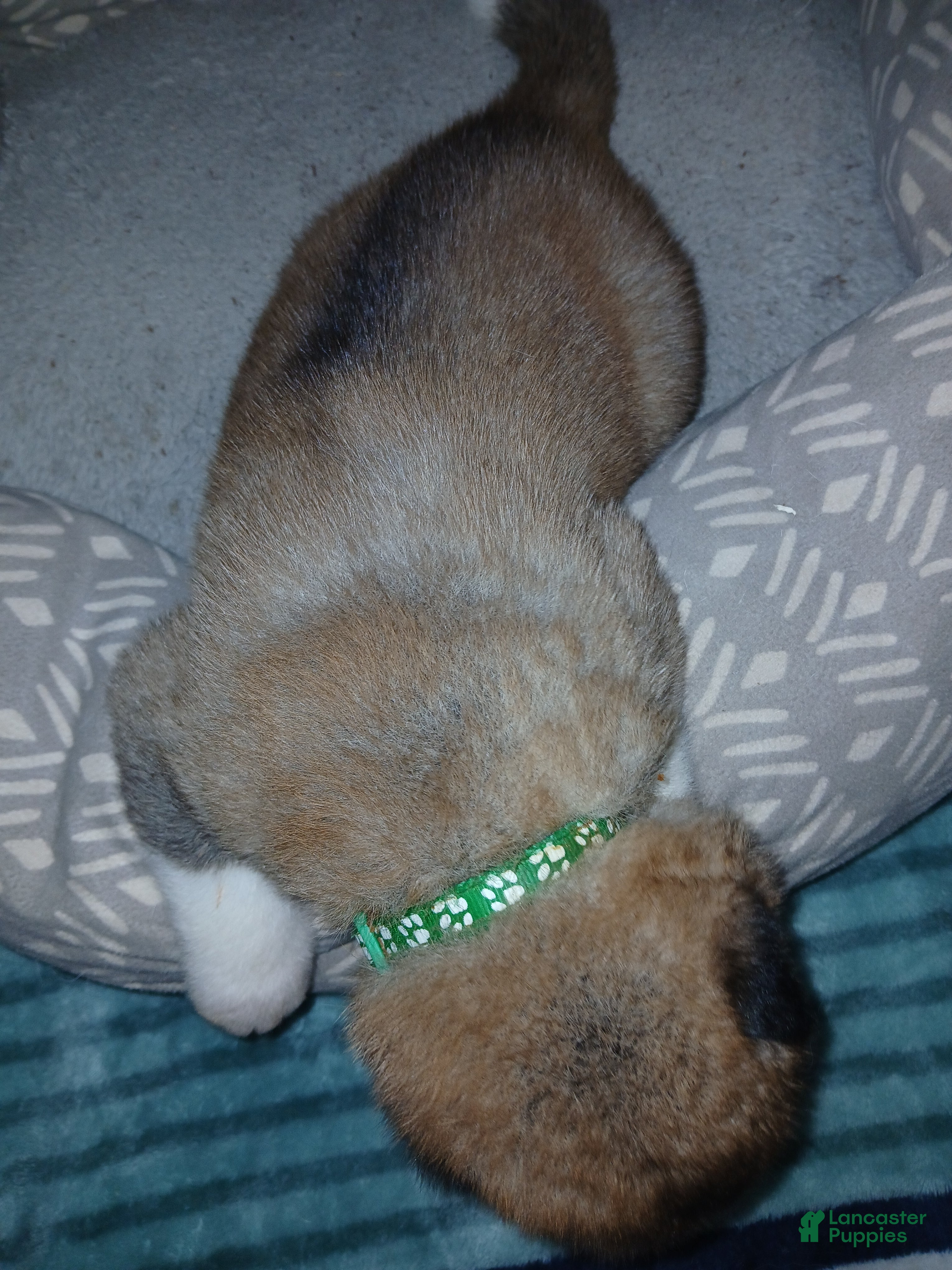 Akita dogs Holly - Ad 2