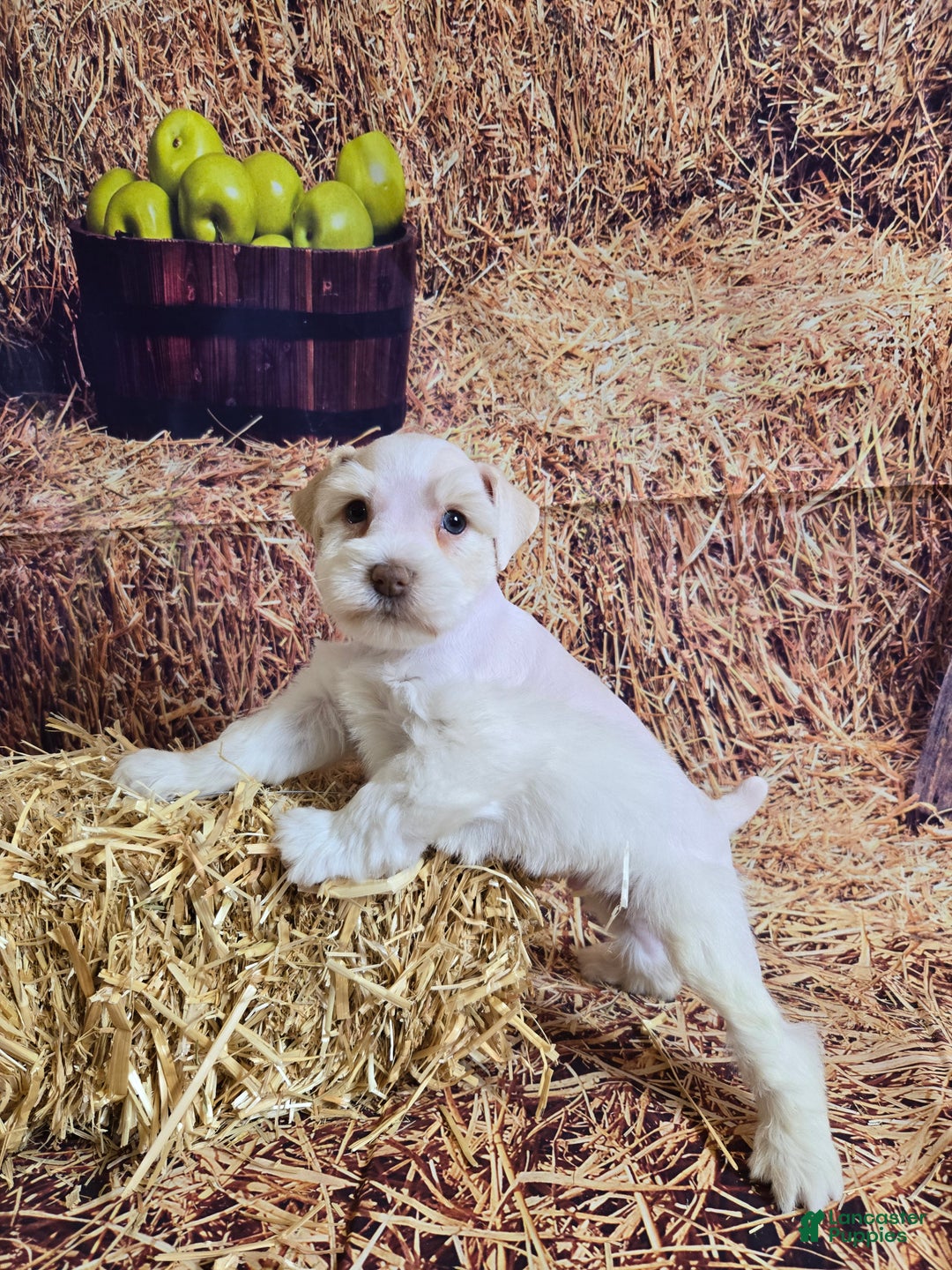 Miniature Schnauzer dogs for sale: Migo, Miniature Schnauzer Puppy Male - Ad 1