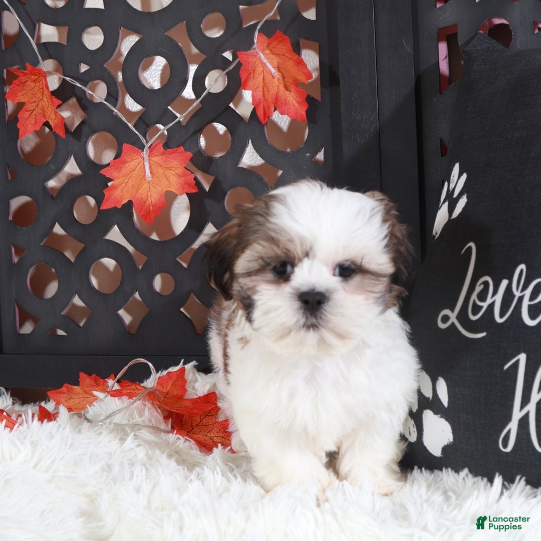 Shih Tzu dogs for sale: Pumpkin - Ad 4