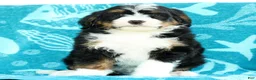 Mini Bernedoodle dogs for sale: Watson - Ad 7
