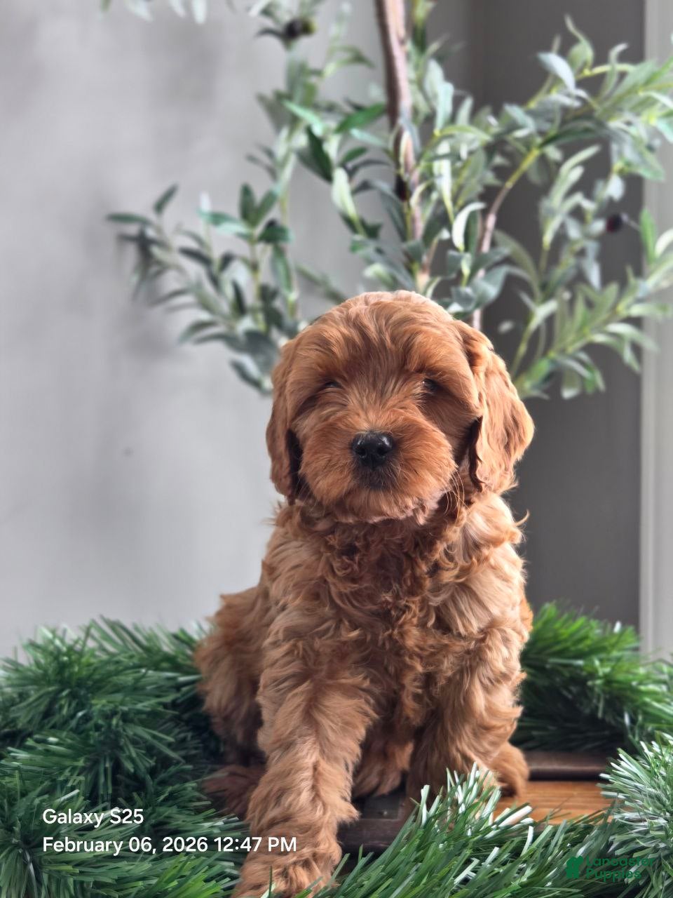 Mini Goldendoodle dogs Jasmin - Ad 33