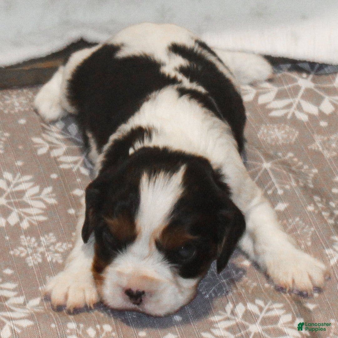 Cavalier King Charles Spaniel dogs for sale: Congo - Ad 3