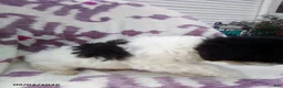 Miniature Poodle dogs for sale: Rover - Ad 6