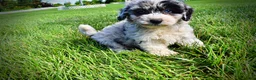 Havapoo dogs for sale: Bluebelle - Ad 18