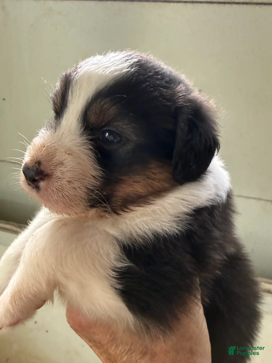 Australian Shepherd dogs for sale: Jeremy - Ad 1