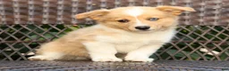 Welsh Corgi Pembroke dogs for sale: Bingo - Ad 3