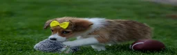 Corgipoo dogs for sale: NOEL - Ad 4