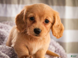 Miniature Dachshund dogs Taffy - Ad 29