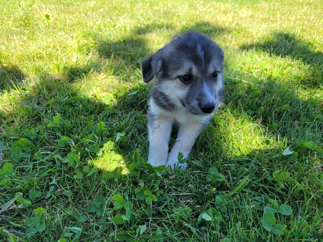 Gerberian Shepsky dogs Jackie - Ad 1