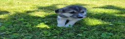 Gerberian Shepsky dogs for sale: Jackie - Ad 1