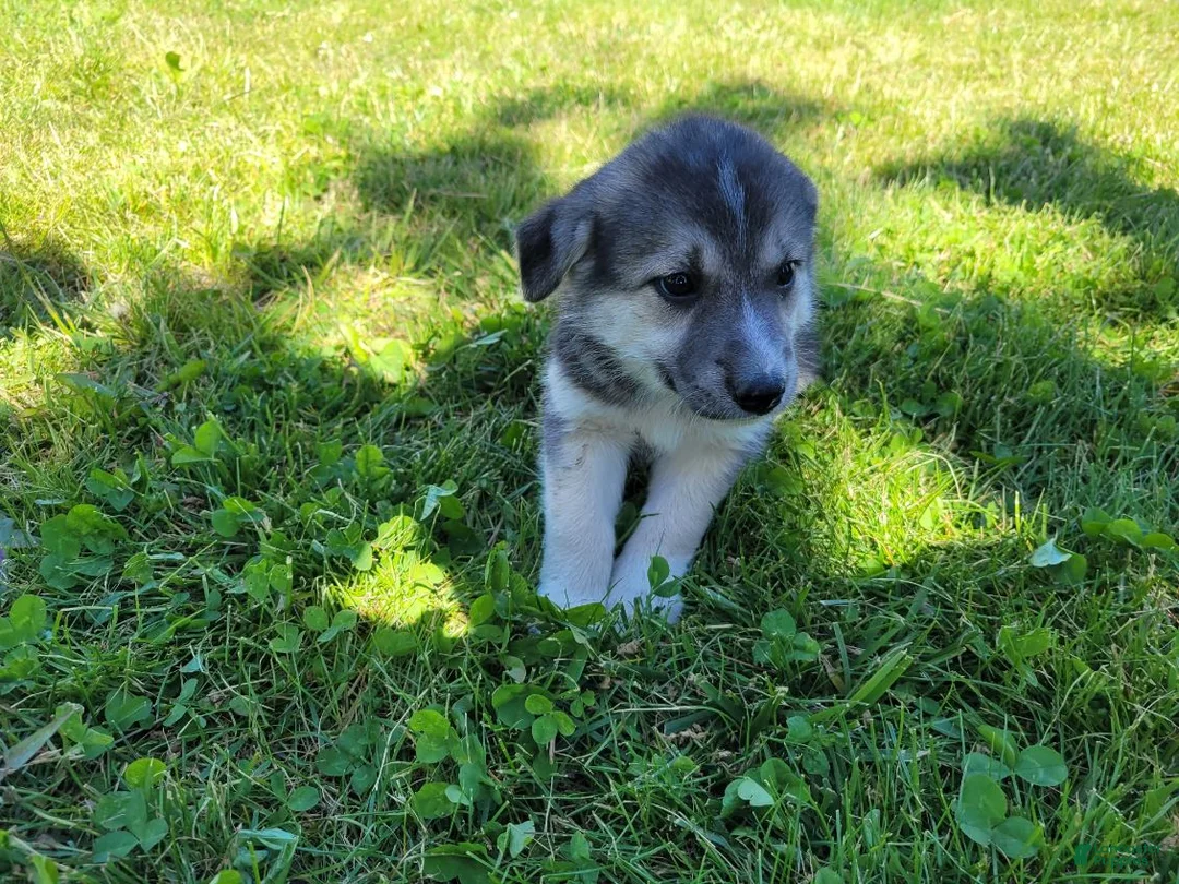 Gerberian Shepsky dogs for sale: Jackie - Ad 1