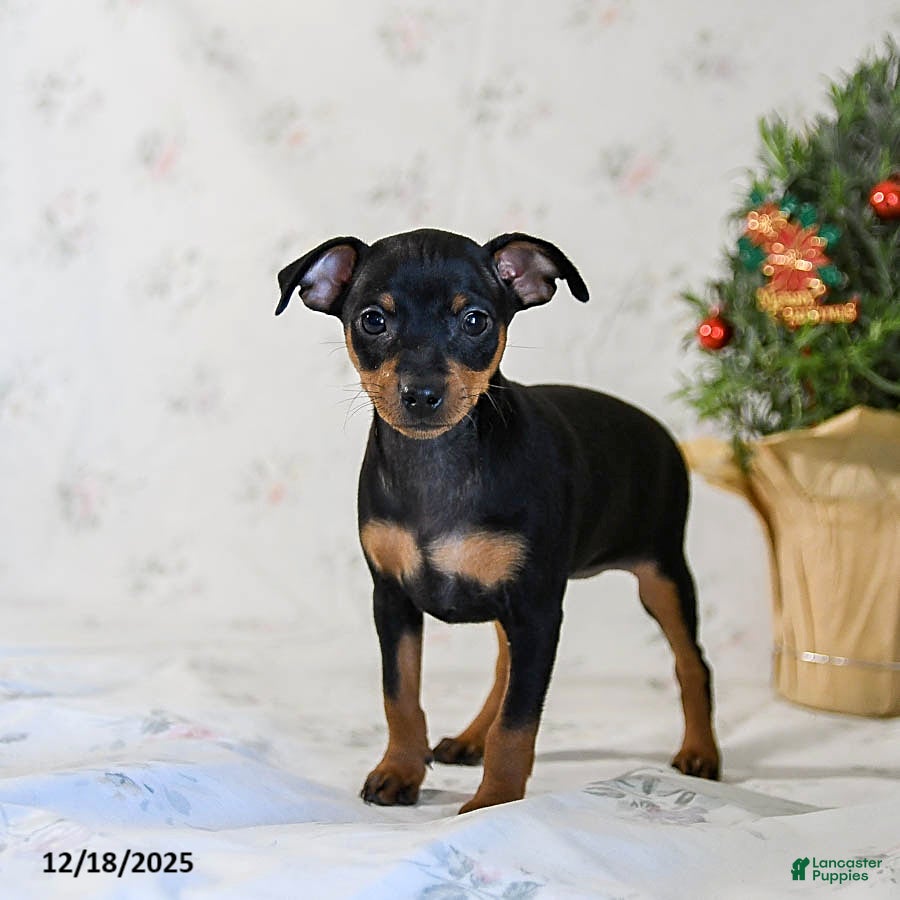 Miniature Pinscher dogs Dixie - Ad 7
