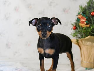 Miniature Pinscher dogs Dixie - Ad 3