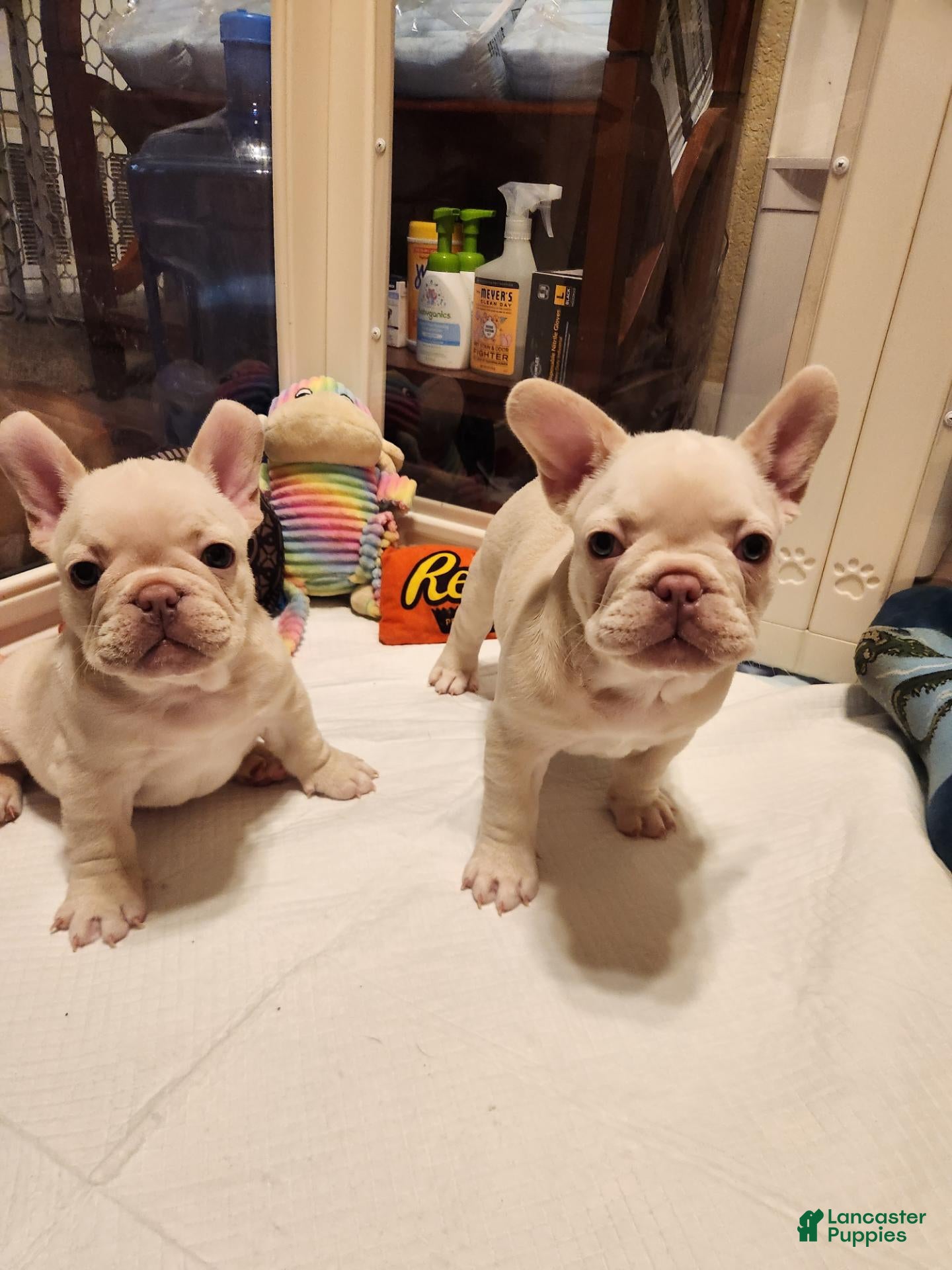 French Bulldog dogs French Bulldog 2 - Ad 1