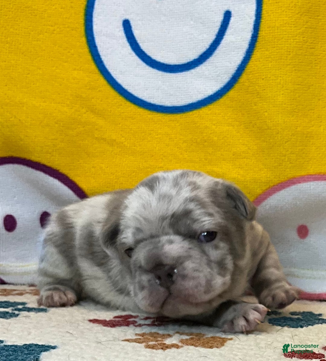 French Bulldog dogs for sale: Garmin - Ad 33