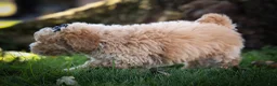 Bichpoo dogs for sale: Nova💕 - Ad 12