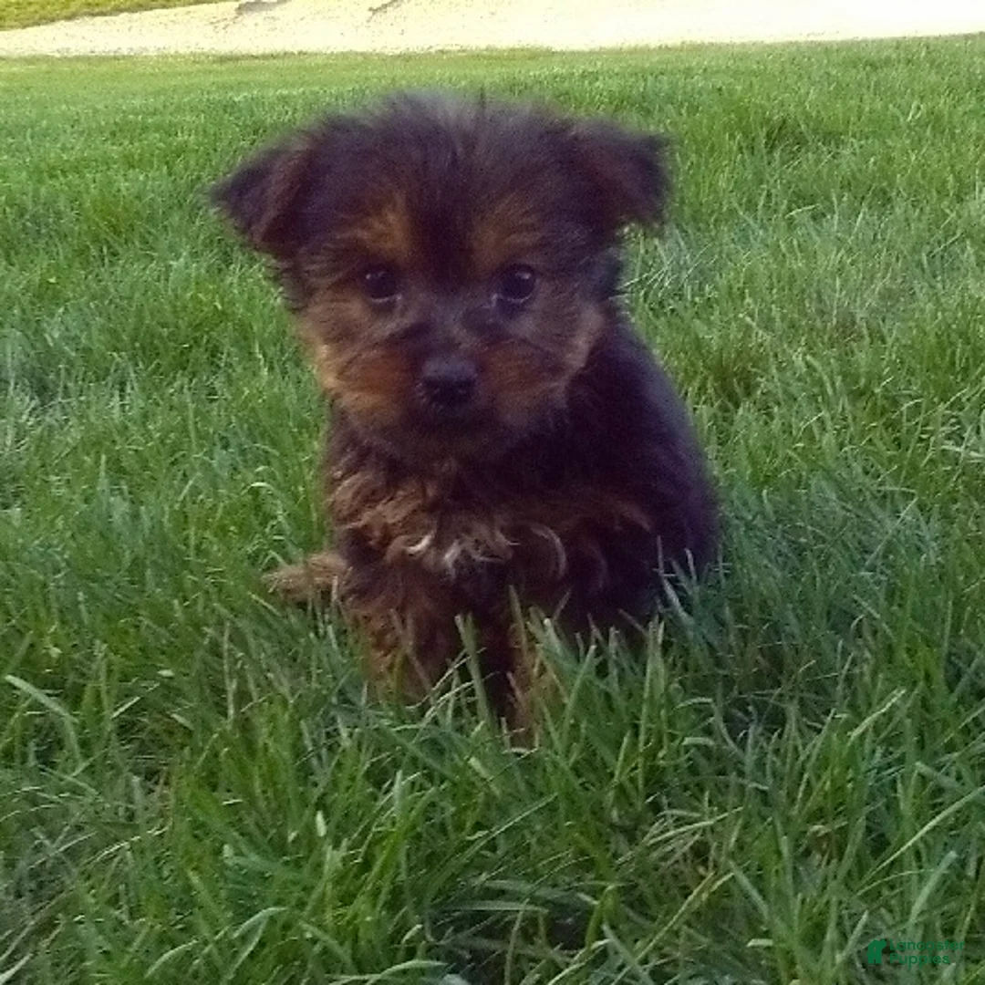Yorkshire Terrier dogs for sale: Fern - Ad 2
