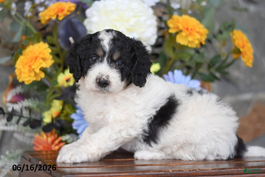 Mini Goldendoodle dogs Aaron - Ad 1