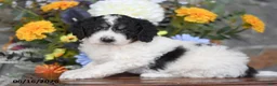 Mini Goldendoodle dogs for sale: Aaron - Ad 1
