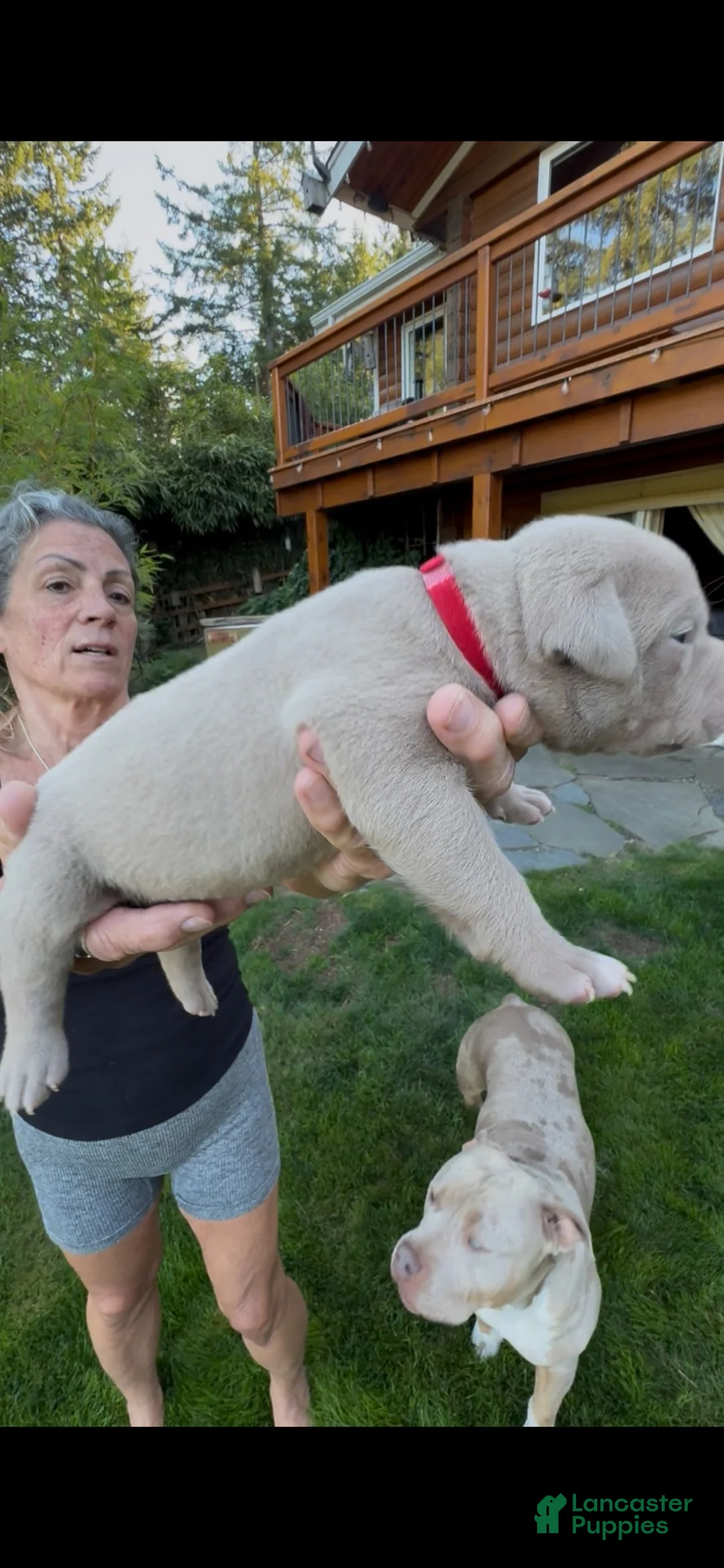 American Bully dogs for sale: American Bully 5 - Ad 1