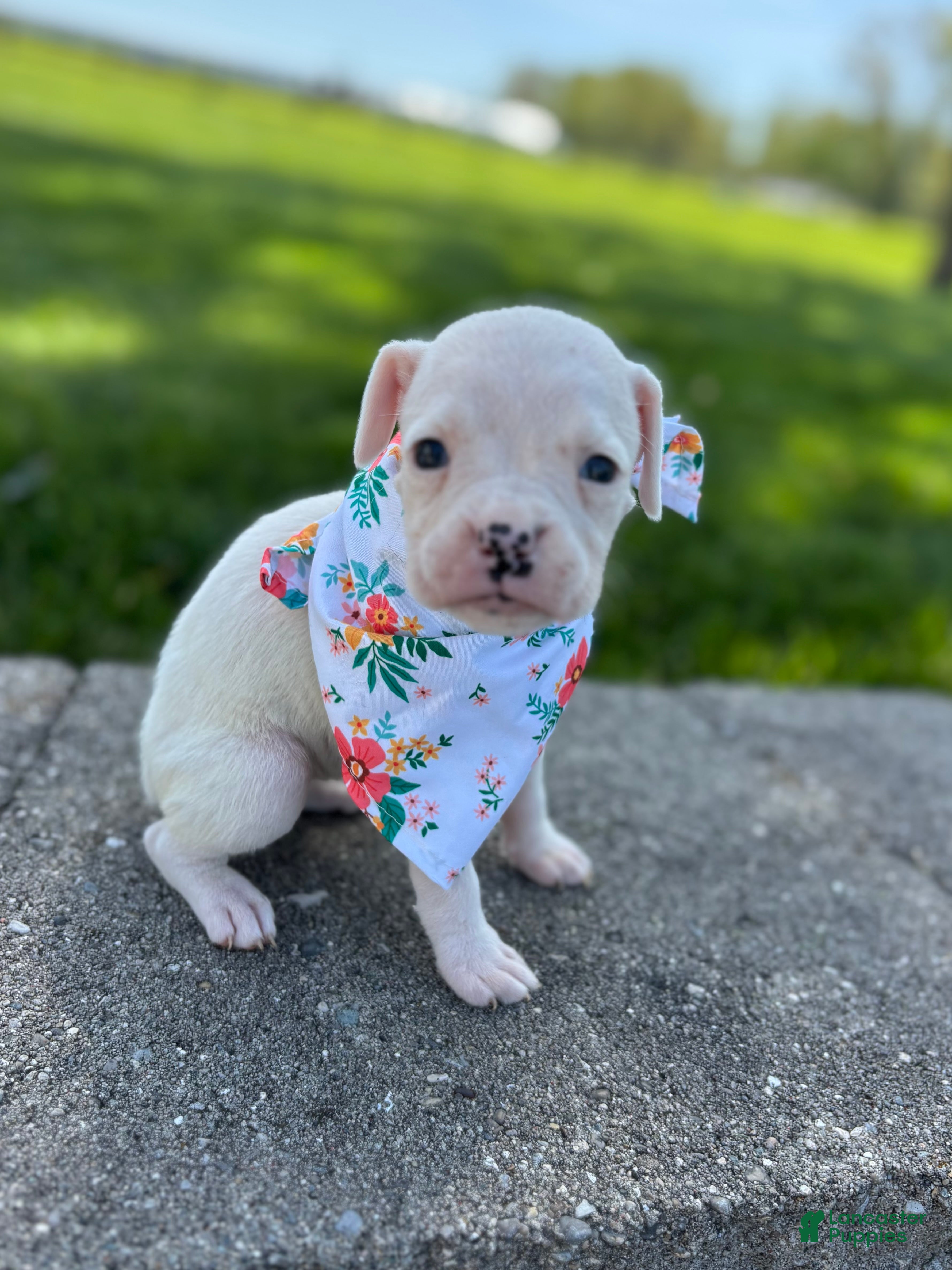 Boxer dogs Abby - Ad 2