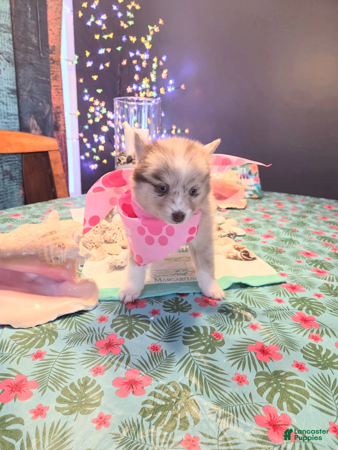 Pomsky dogs for sale: Wynonna  - Ad 1