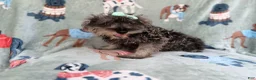 Miniature Schnauzer dogs for sale: Piper - Ad 1