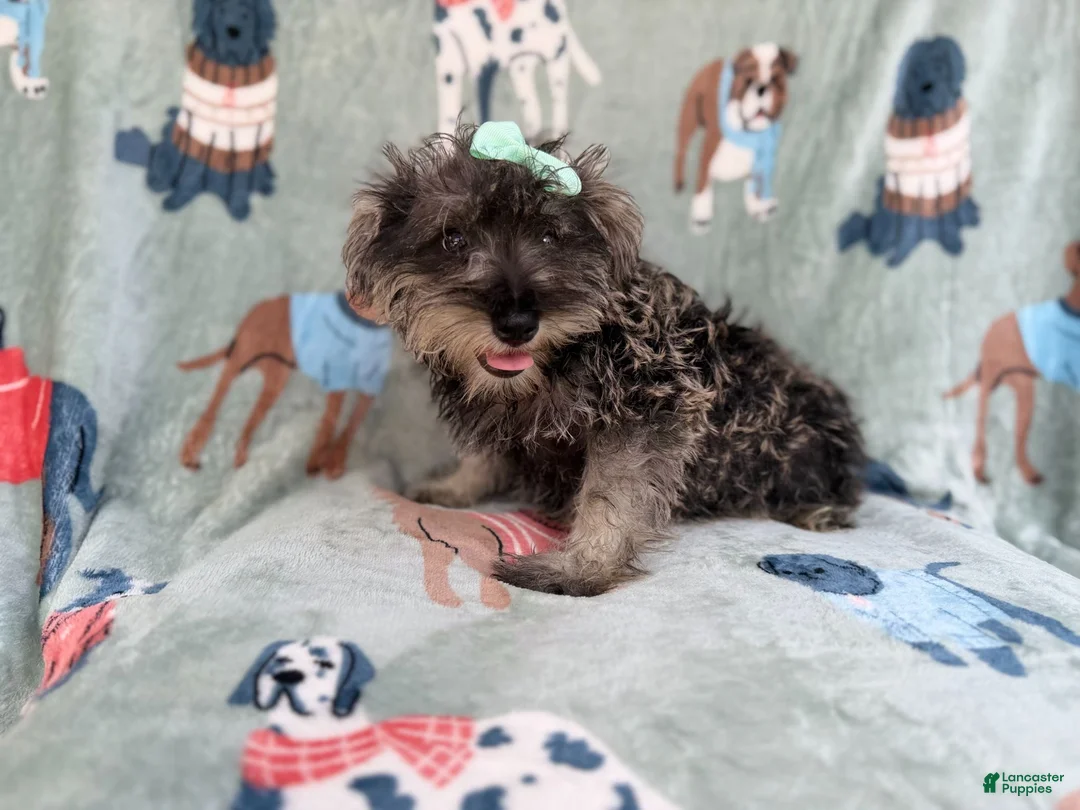 Miniature Schnauzer dogs for sale: Piper - Ad 1