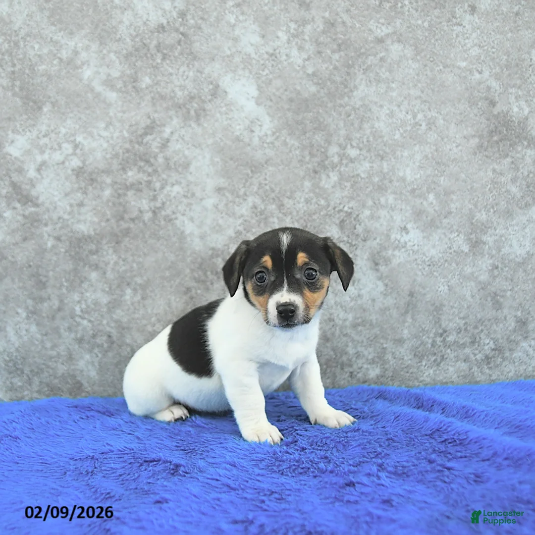 Mixed Breed dogs for sale: Tinsley - Ad 2