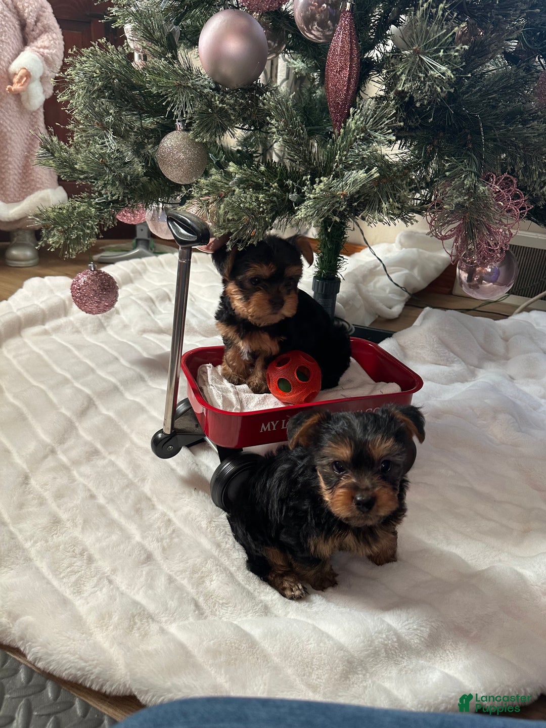 Yorkshire Terrier dogs for sale: Yorkshire Terrier Puppy 1 - Ad 3