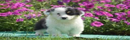Welsh Corgi Pembroke dogs for sale: Jagger - Ad 9