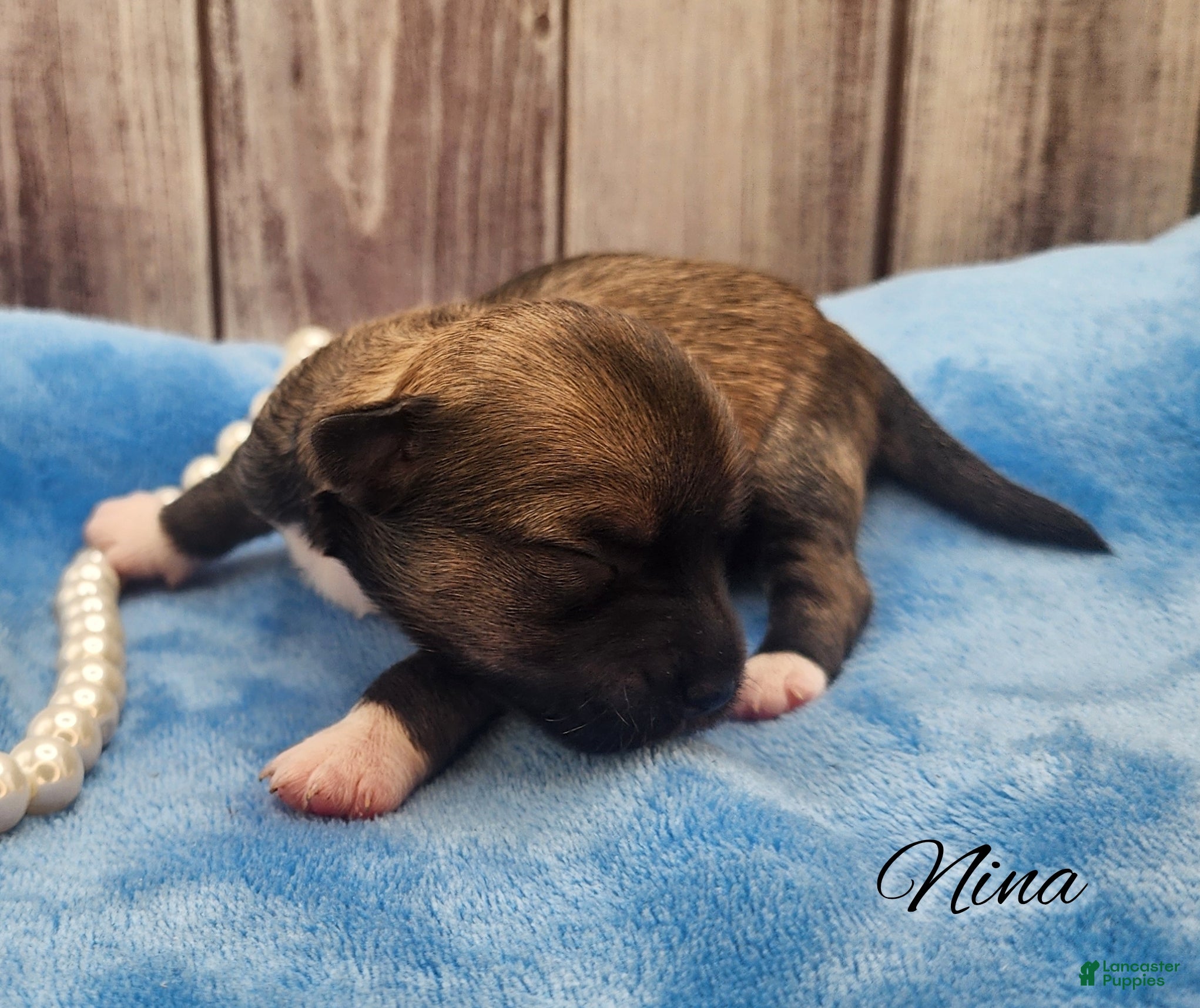 Mixed Breed dogs Nina - Ad 7