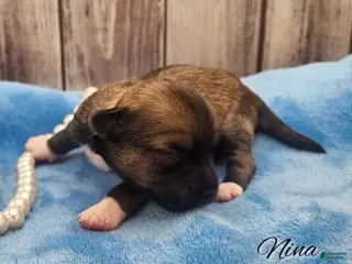 Mixed Breed dogs Nina - Ad 7